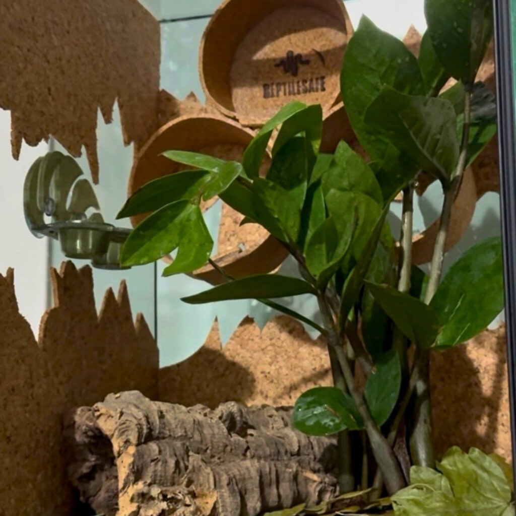 terrari reptilesafe