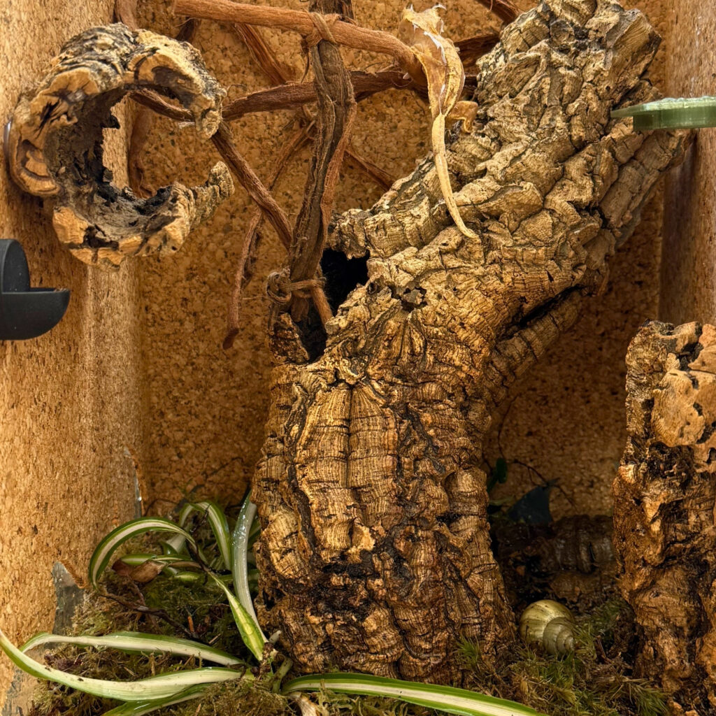 terrari reptilesafe