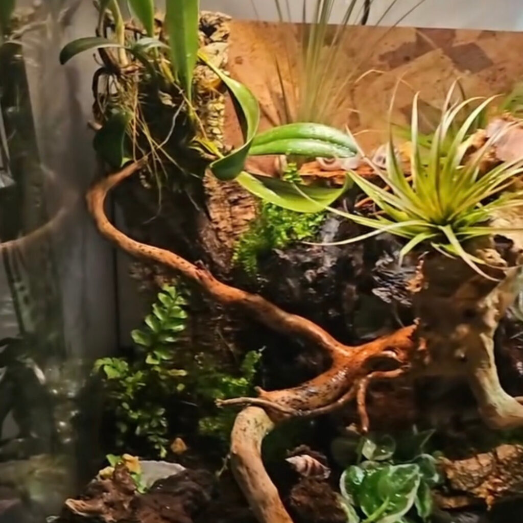 terrari reptilesafe