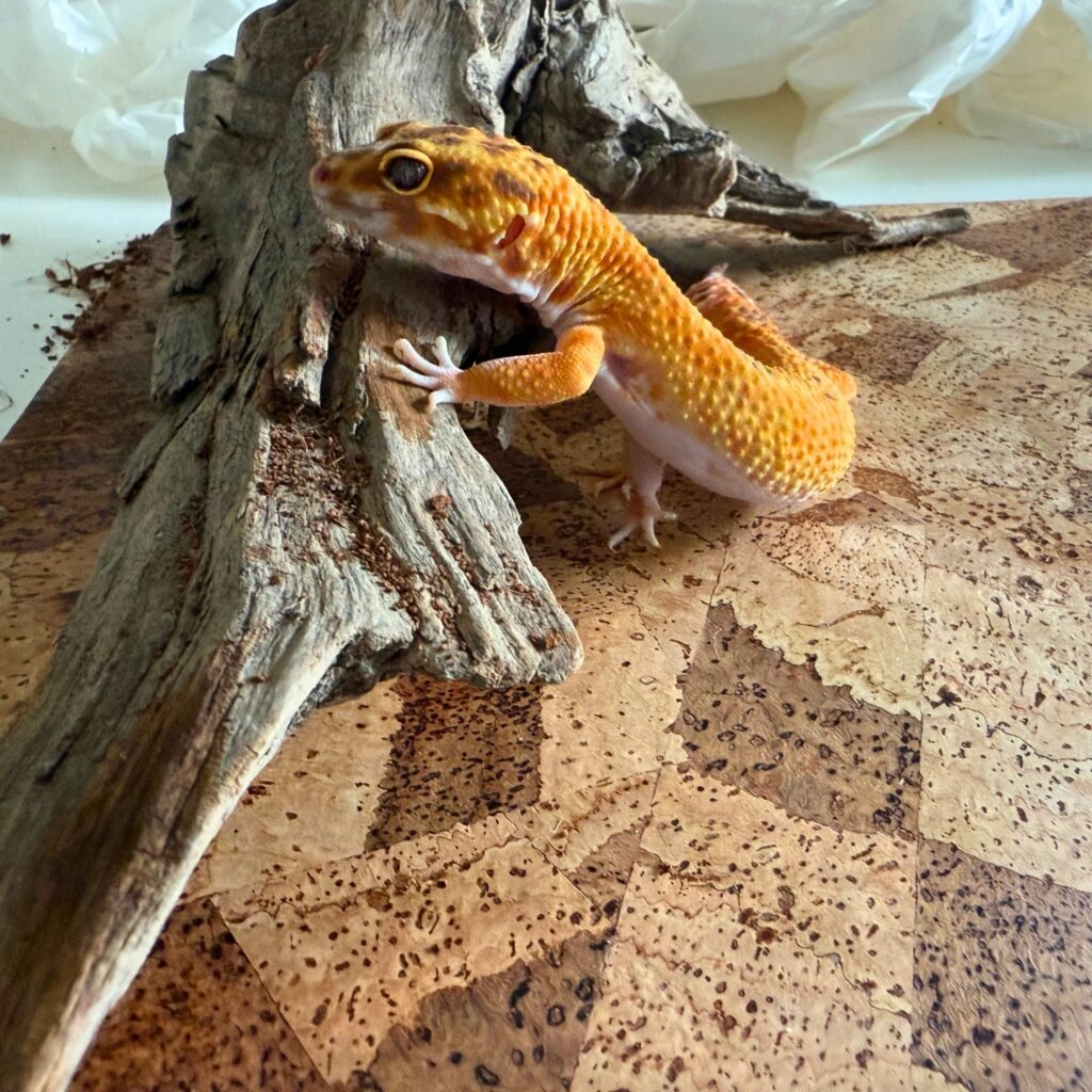 custodia in sughero reptilesafe