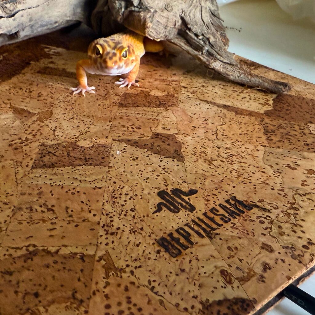 custodia in sughero reptilesafe